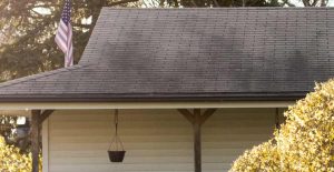 Mold on Roofing